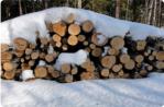 Koivupino odottaa kuljetusta.